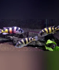 Obliquidens Zebra Cichlid