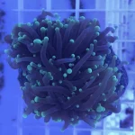 Green Torch Coral Frag