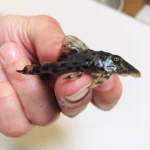 L-50 Cochliodon Pleco