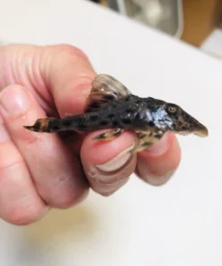 L-50 Cochliodon Pleco