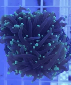 Green Torch Coral Frag