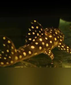 L-48 Mustard Spot Pleco