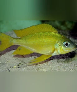 Ophthalmotilapia Cichlid