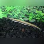 Needle Nose Gar