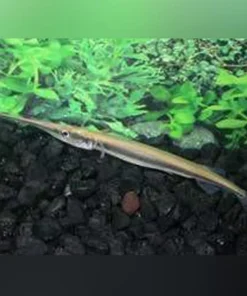 Needle Nose Gar