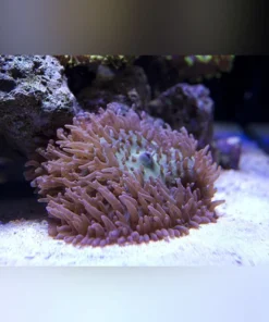 Hairy Mushroom Coral