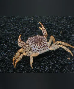 Panther Crab