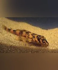 L-52 Butterfly Pleco