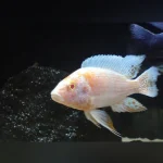 Peacock Cichlid Albino