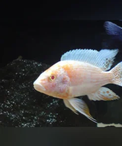 Peacock Cichlid Albino