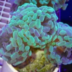 Hammer Branch Purple Tip Coral