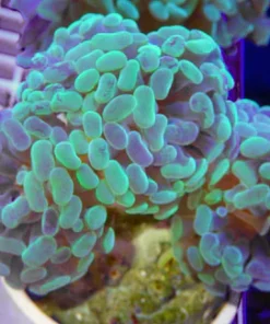 Hammer Branch Purple Tip Coral