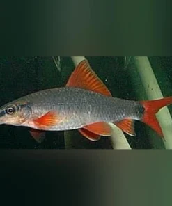 Rainbow Shark