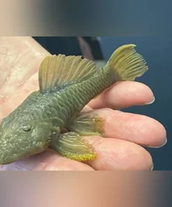 L-56 Chubby Pleco