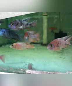 Peacock Cichlid Assortment (Lot of 4)