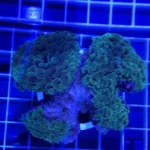Hammer Coral Branch