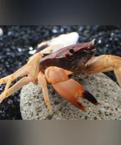 Towuti Crab