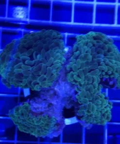 Hammer Coral Branch