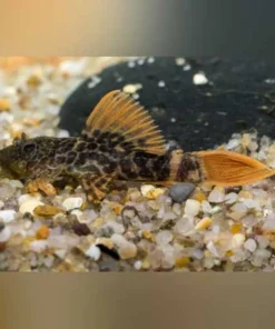 L-600 Leopard Pleco