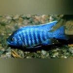 Peacock Cichlid Blue