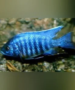 Peacock Cichlid Blue