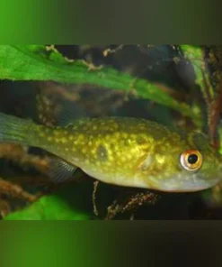 Ocellated Puffer