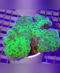 Hammer Wall Green Coral
