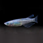 Blue Speckled Ricefish Click to expand  Blue Speckled Ricefish Blue Speckled Ricefish