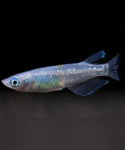 Blue Speckled Ricefish Click to expand  Blue Speckled Ricefish Blue Speckled Ricefish
