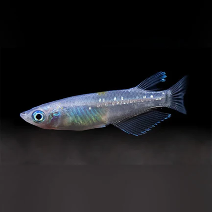 Blue Speckled Ricefish Click to expand Blue Speckled Ricefish Blue Speckled Ricefish