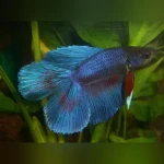 Double Tail Veil Betta Male
