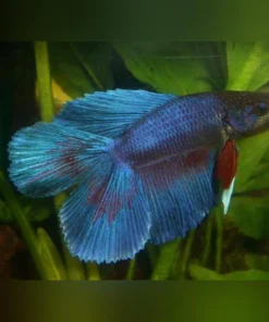 Double Tail Veil Betta Male