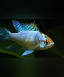 Electric Blue Ram