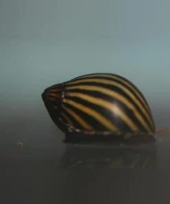 Zebra Nerite Snail