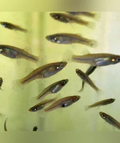 Feeder variatus 50 pack