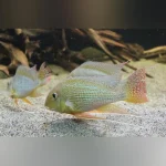 Altifrons Cichlid