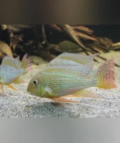 Altifrons Cichlid
