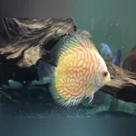 Golden Pigeon Blood Discus