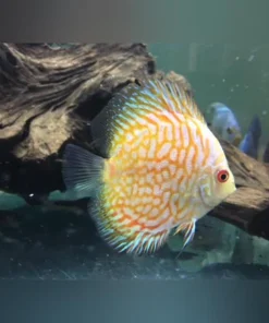 Golden Pigeon Blood Discus