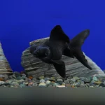 Black Moor Goldfish