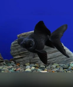Black Moor Goldfish