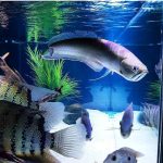 Black Arowana Fish