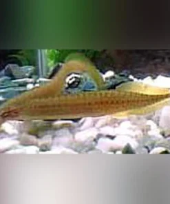 Yellow Tail Spiny Eel