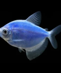 Cosmic Blue GloFish Tetra