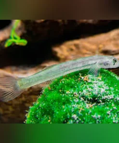 Glass Goby