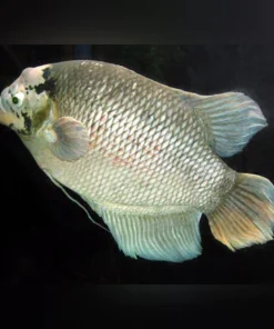 Giant Gourami