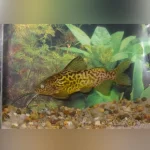 Synodontis Schoutendeni Catfish