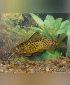 Synodontis Schoutendeni Catfish