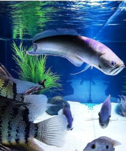 Black Arowana Fish