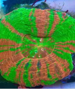 Bleeding Apple Scolymia Coral